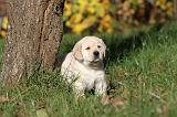 LABRADOR 312